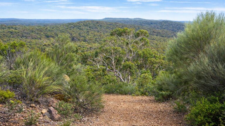 Wises Track Royal National Park Wises track royal national park