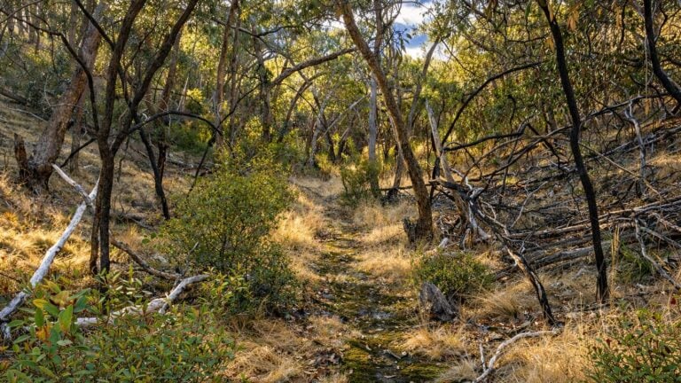 Sloss Gully Walk Sloss gully walk