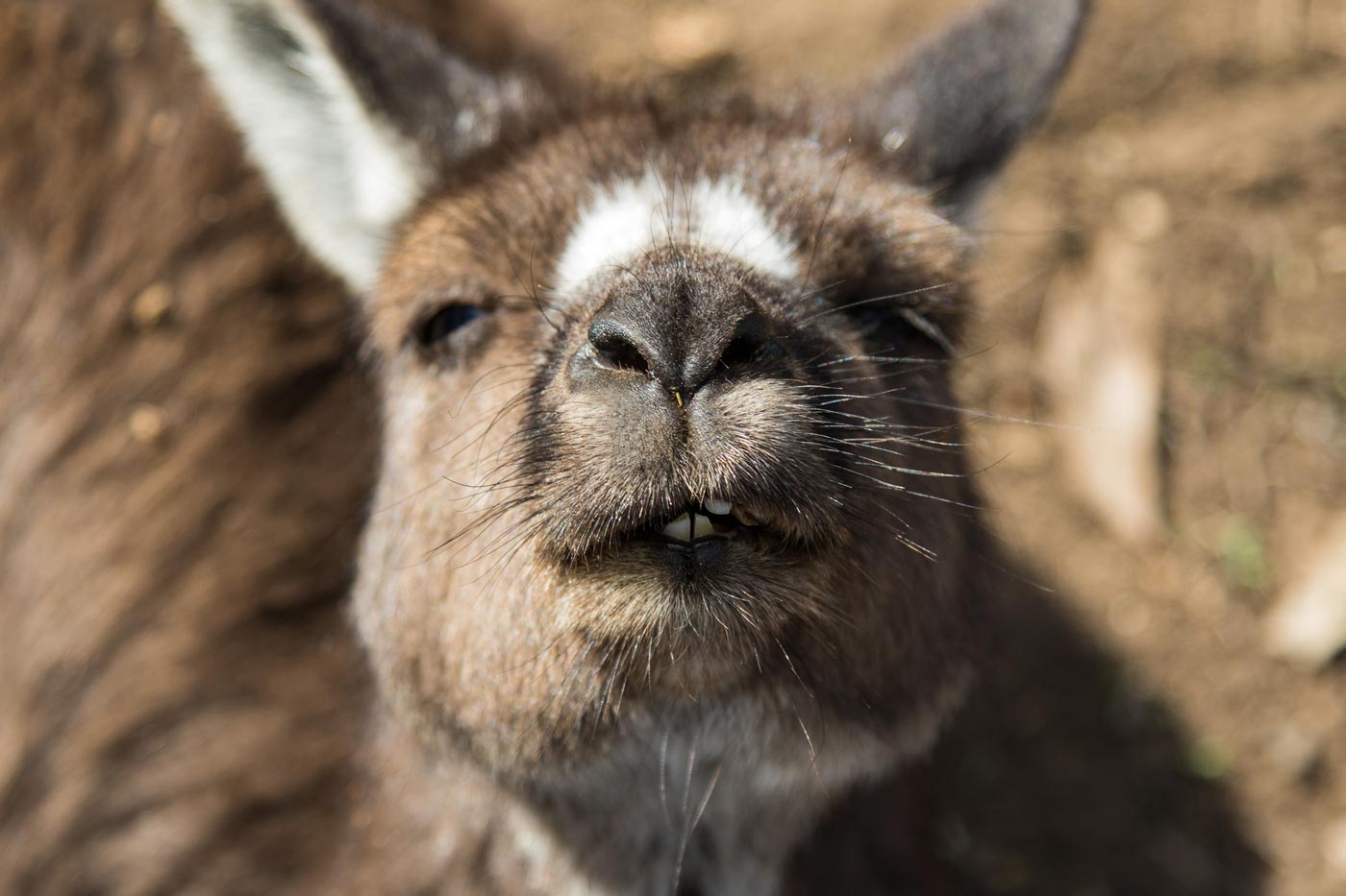 Close-up photograph of a kangaroo’s face showing fine detail and texture, captured in natural outdoor light.