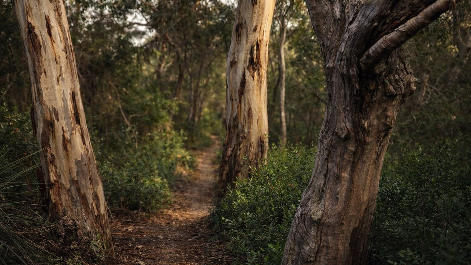 Deep Creek National Park: Where the Bush Meets the Southern Ocean Narrow dirt walking trail winding through tall stringybark eucalyptus trees with peeling bark and dense green understorey in deep creek national park, south australia.