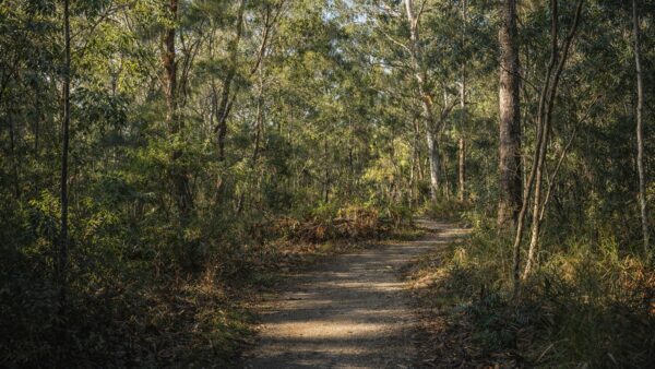 Mambara Track Lane Cove National Park Mambara track lane cove national park