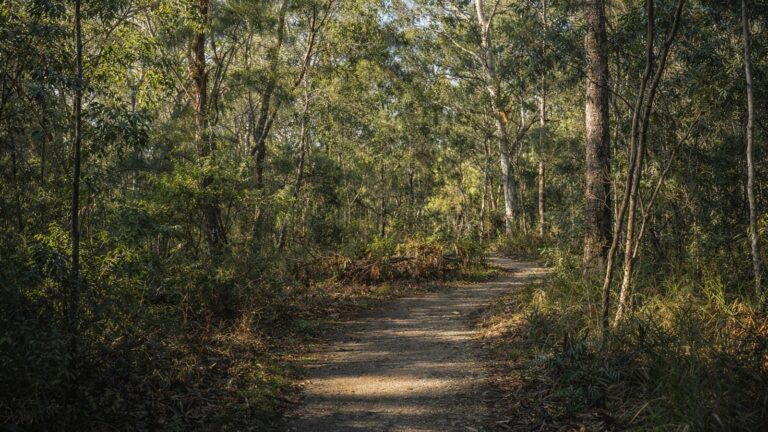 Mambara Track Lane Cove National Park Mambara track lane cove national park