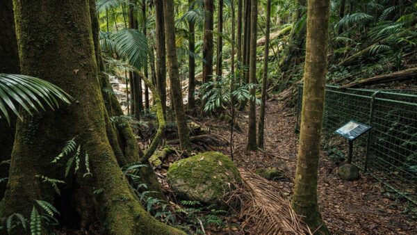 Palm Forest Walking Track Palm forest walking track