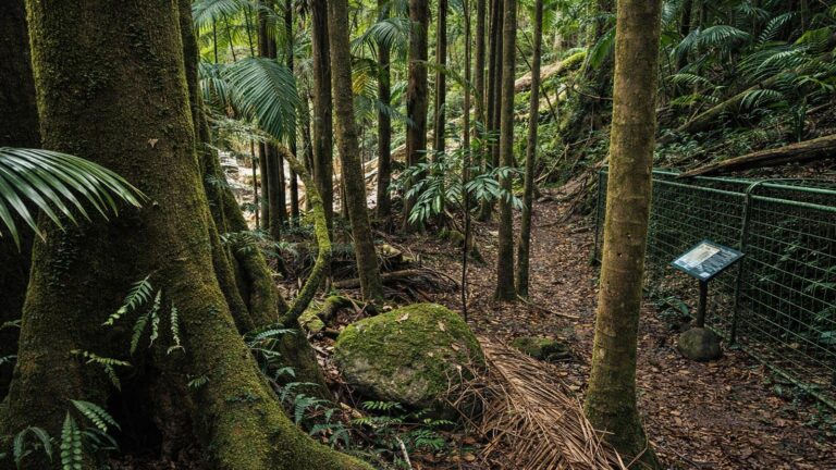 Palm Forest Walking Track Palm forest walking track