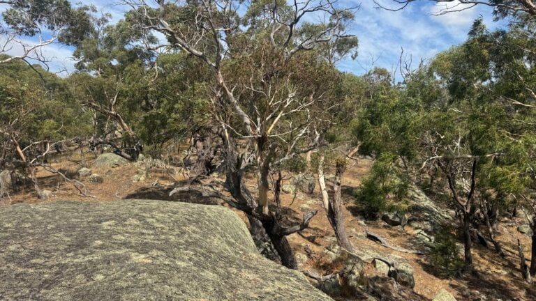 Yellow box track to mount beckworth summit