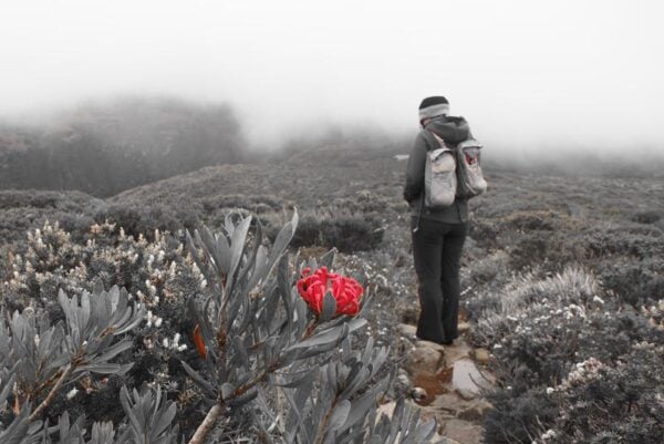 Hiker on a faint alpine track in low visibility tasmania conditions, highlighting navigation uncertainty and reliance on a phone for route finding in remote terrain
