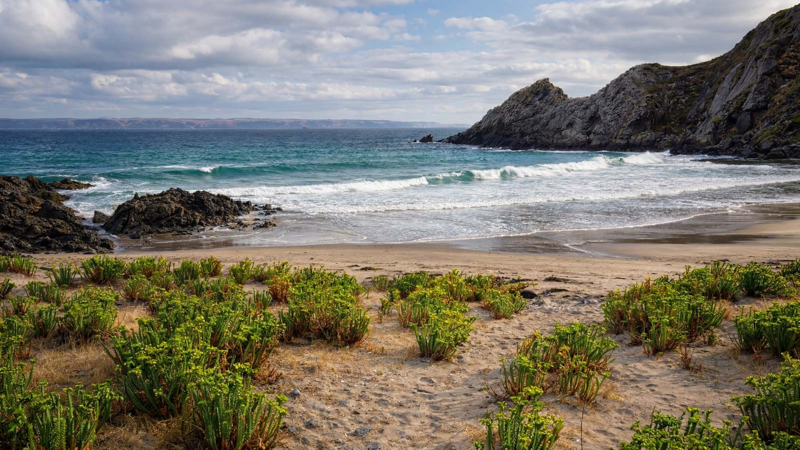 Sandy beach at deep creek national park with coastal succulents in the foreground, turquoise waves breaking against dark rocks, and rugged limestone cliffs to the right, with kangaroo island visible across the water on the horizon.