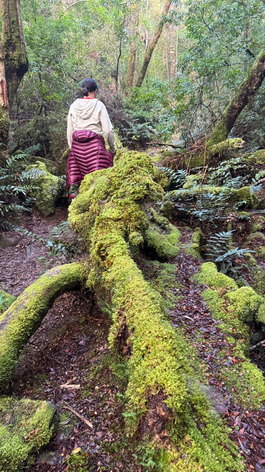 Hiker walking through moss-covered rainforest along the whyte river track near corinna in tasmania’s takayna/tarkine region.
