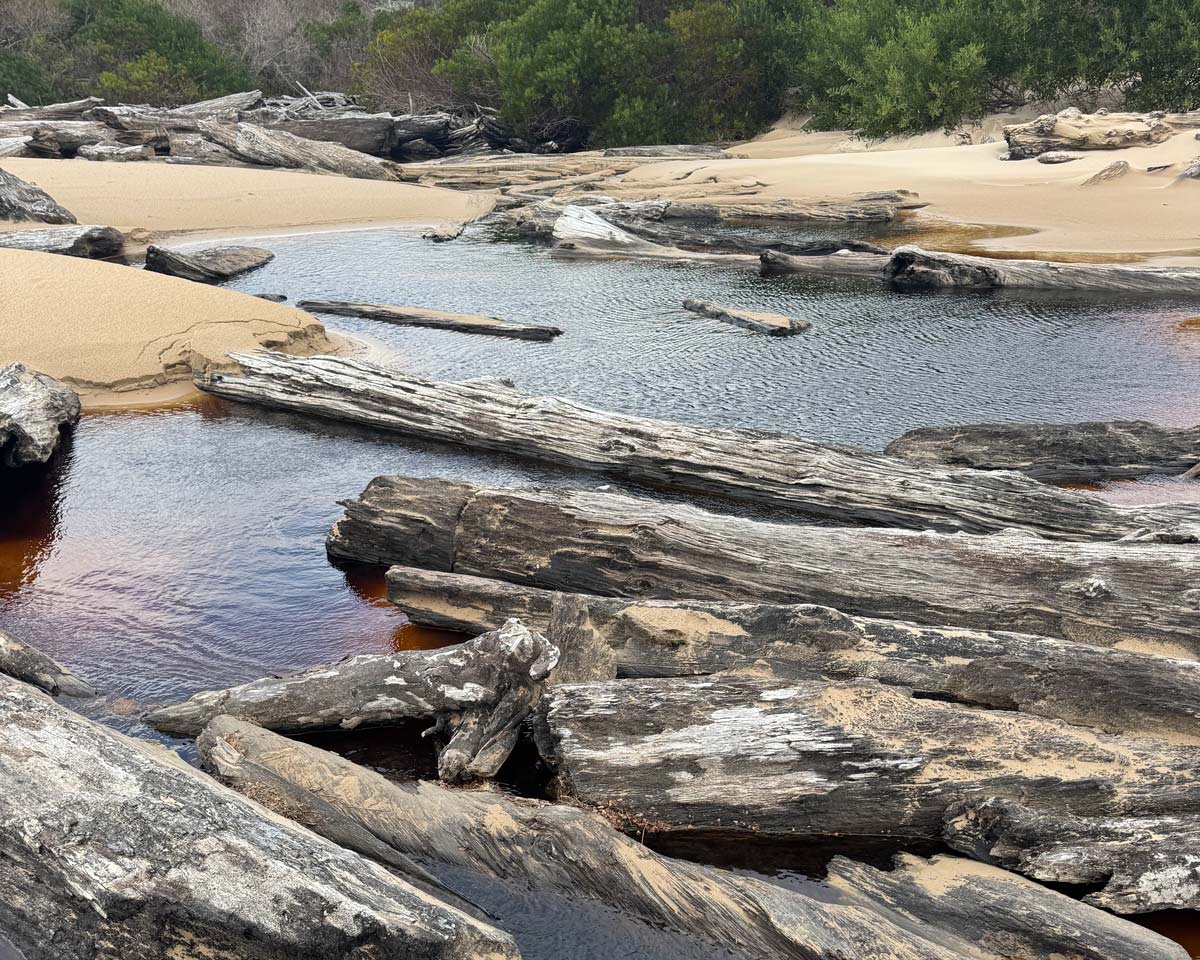 Weathered huon pine logs resting among tannin-stained pools and sand at pieman heads on tasmania’s rugged west coast.