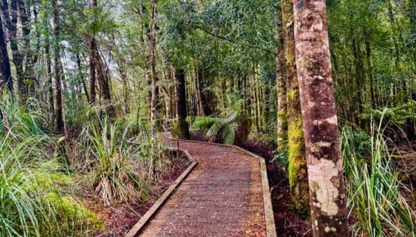 Huon Pine Walk Huon pine walk