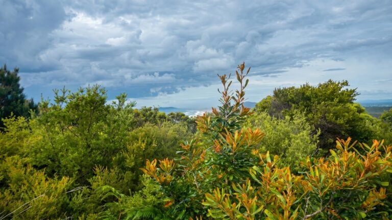 Kinchela trig lookout walk