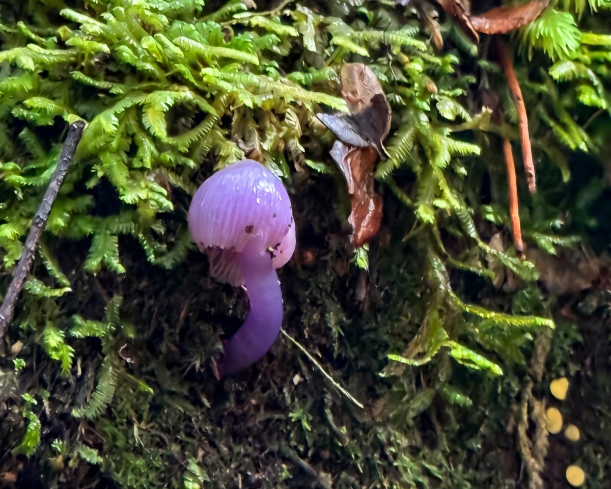 Small purple waxcap fungus growing among moss and leaf litter on the rainforest floor in western tasmania.