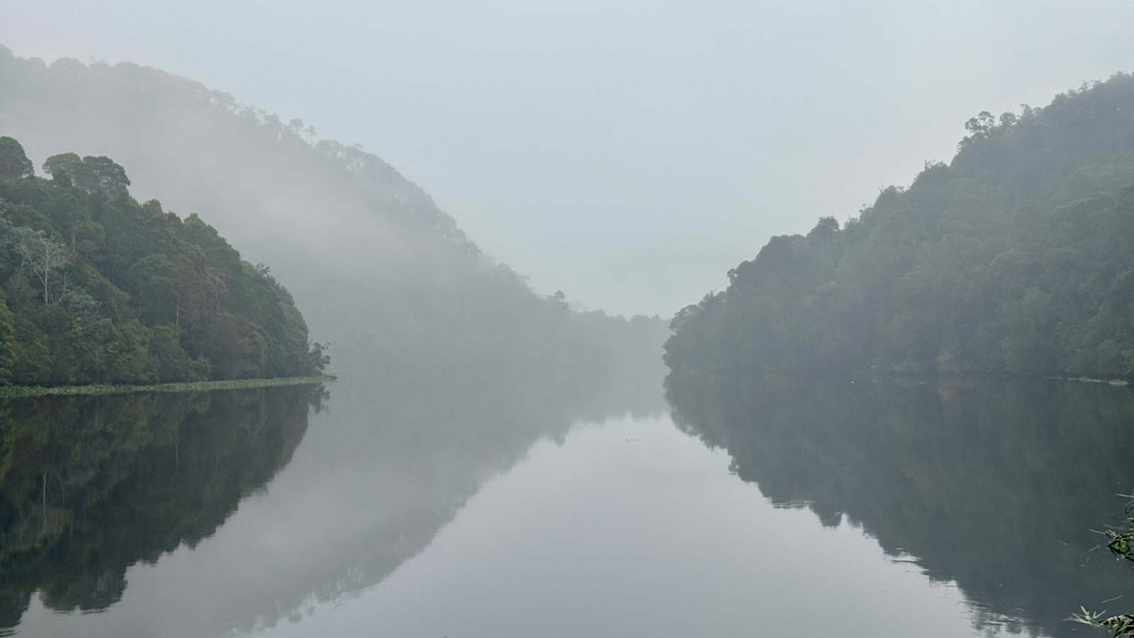 Misty morning reflections on the still black waters of the pieman river in tasmania’s takayna/tarkine rainforest.