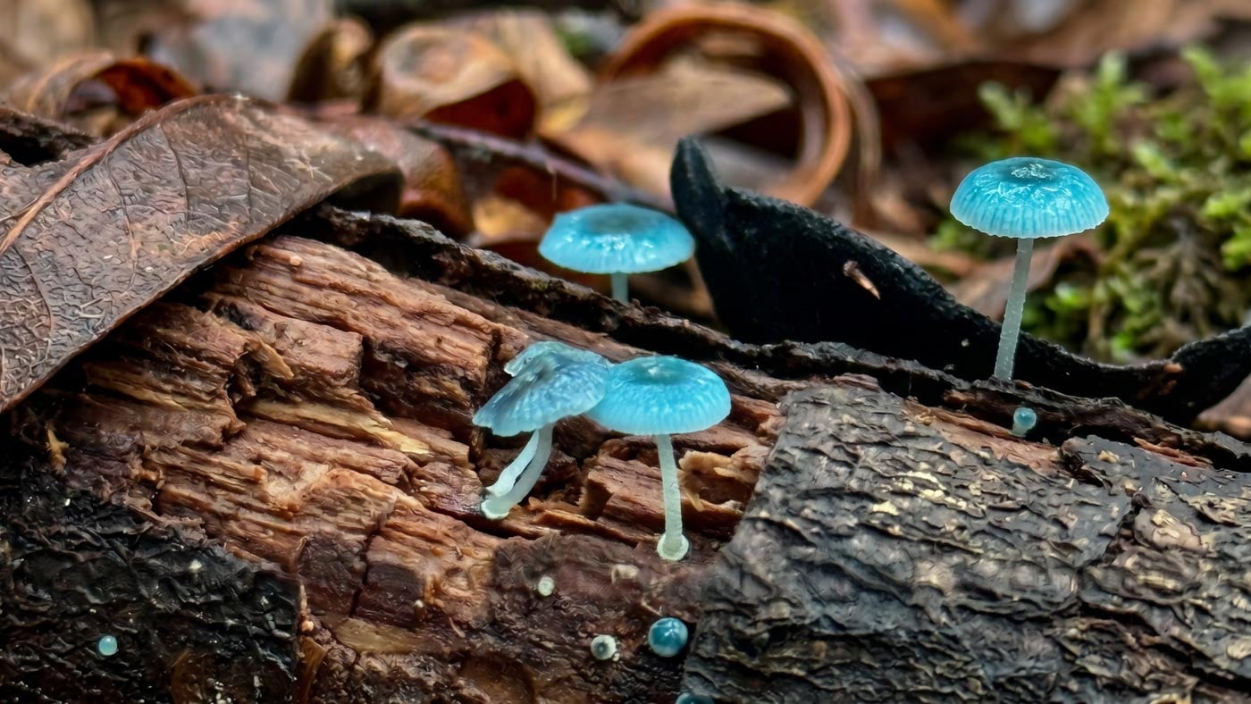 Tiny blue fungi growing from decaying wood in the temperate rainforest near corinna, tasmania.