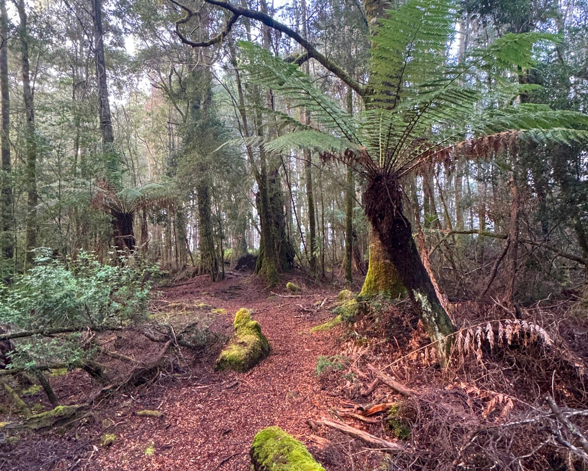 Temperate rainforest with towering tree ferns along the whyte river track in tasmania’s pieman river state reserve.