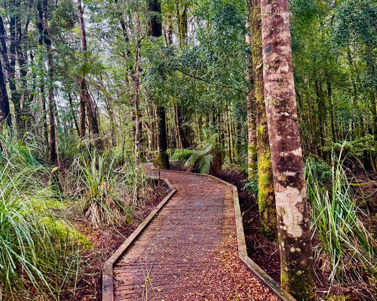 Boardwalk winding through dense temperate rainforest near corinna in tasmania’s takayna/tarkine region.