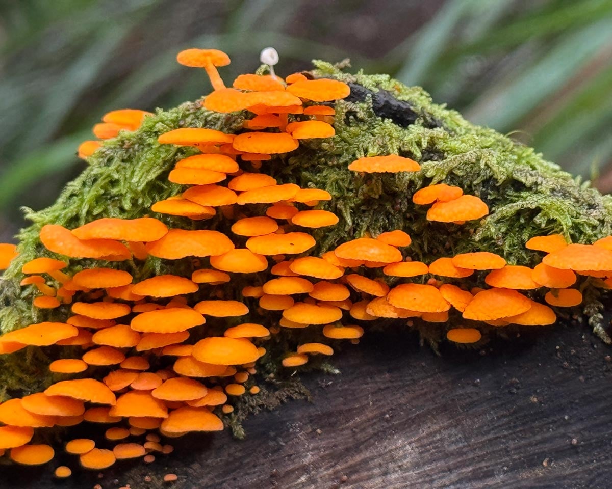 Bright orange fungi growing across moss-covered wood on the rainforest floor in tasmania’s tarkine wilderness.