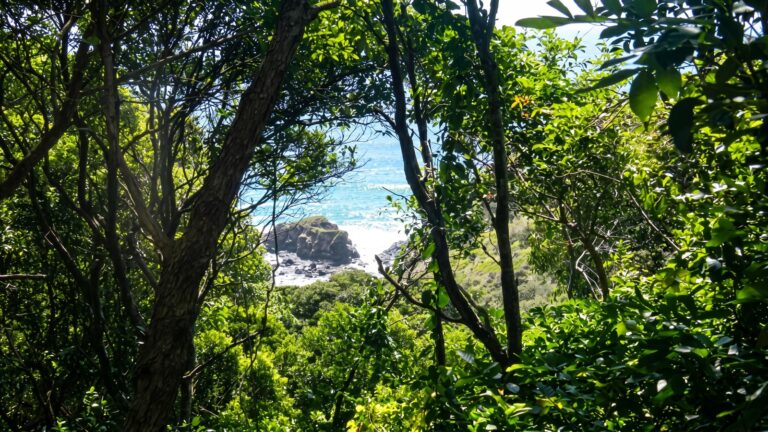 Rainforest Walking Track (2km) Rainforest walking track (2km)