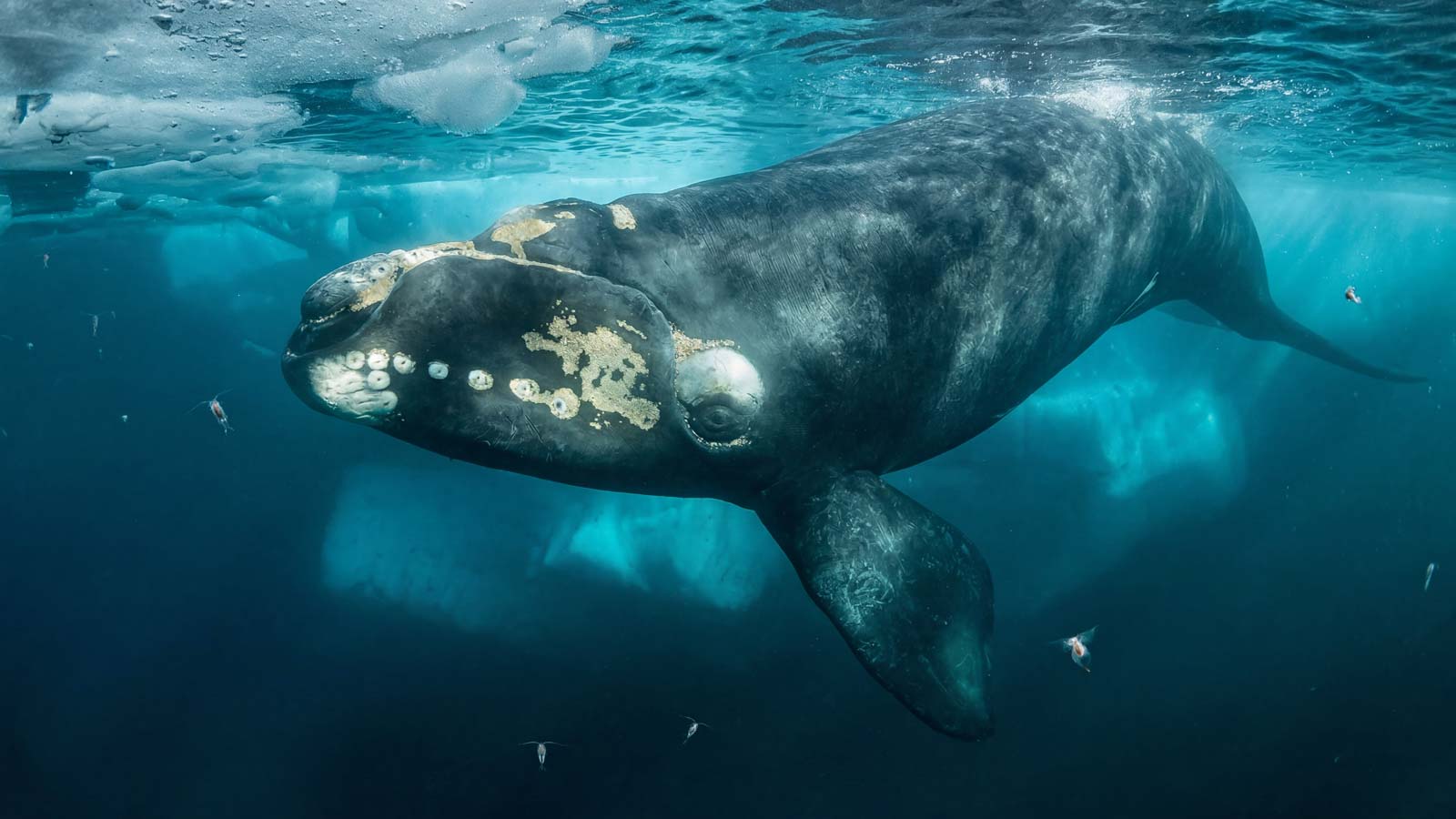Deep Creek National Park: Where the Bush Meets the Southern Ocean Underwater photograph of a southern right whale swimming just beneath the ocean surface near pack ice, with distinctive callosities visible on its head and small fish visible in the clear blue water around it.