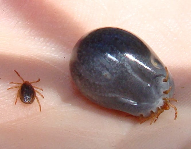 Ixodes holocyclus before and after feeding Two ixodes holocyclus paralysis ticks showing unfed and engorged stages, removed from koalas at port macquarie, nsw.