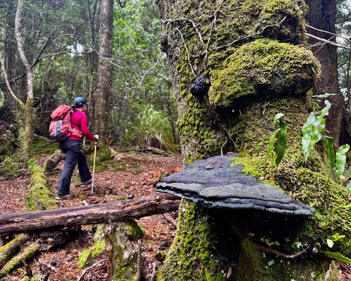 Hiker walking through moss-covered temperate rainforest beside bracket fungi in tasmania’s pieman river state reserve.