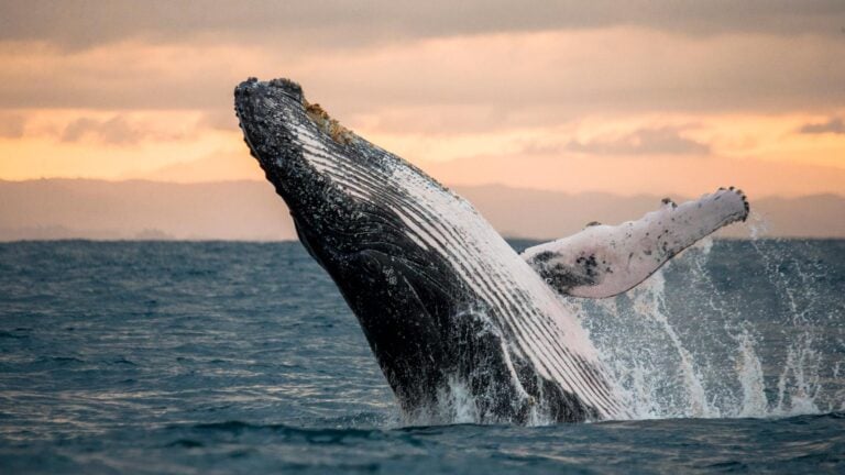 The hiker’s guide to whale watching in nsw