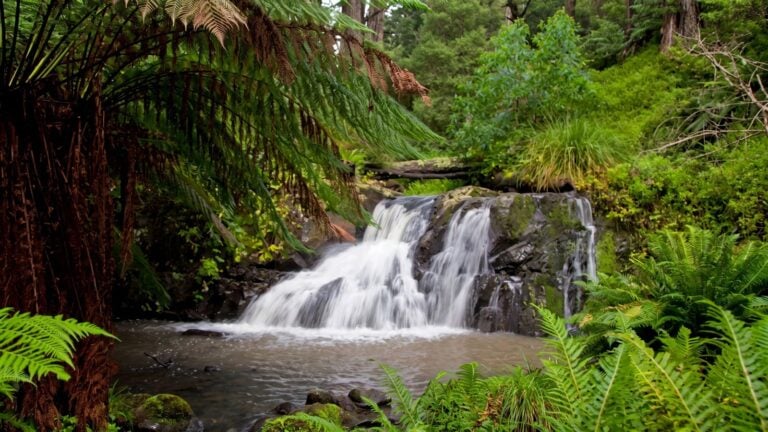Grand strzelecki track park to park hike (40km)