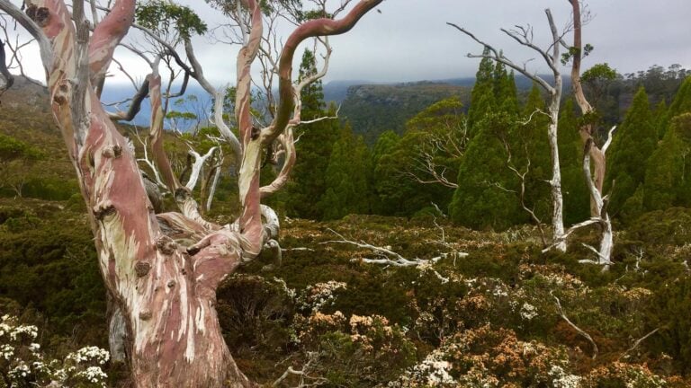 The overland track: how tasmania’s great walk came to be