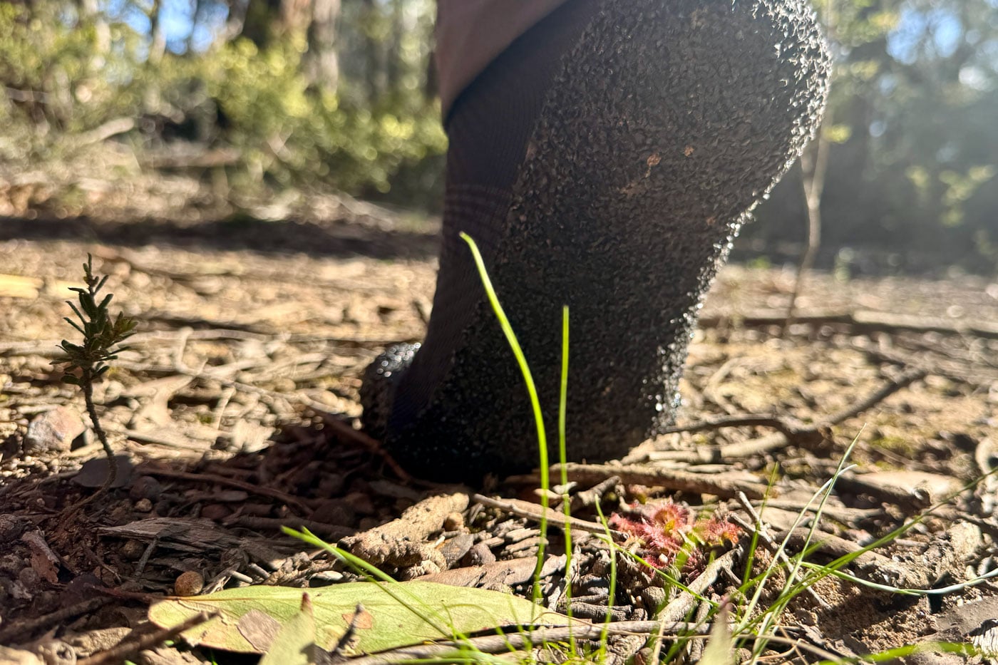 Skinners Comfort 2.0 Sock Shoe Review A sock-clad heel steps on leaf litter beside a small pink sundew plant and grass shoots